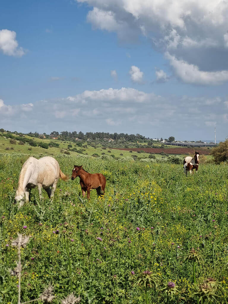 טיול רייזרים זוגי בצפון ליד טבריה
