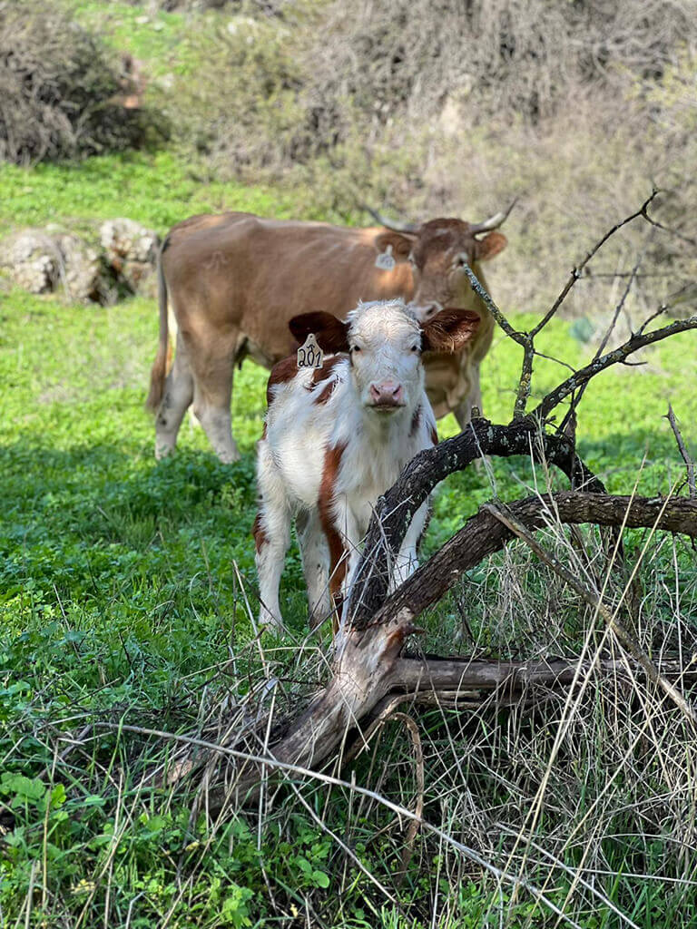 מסלול מצפה זאב